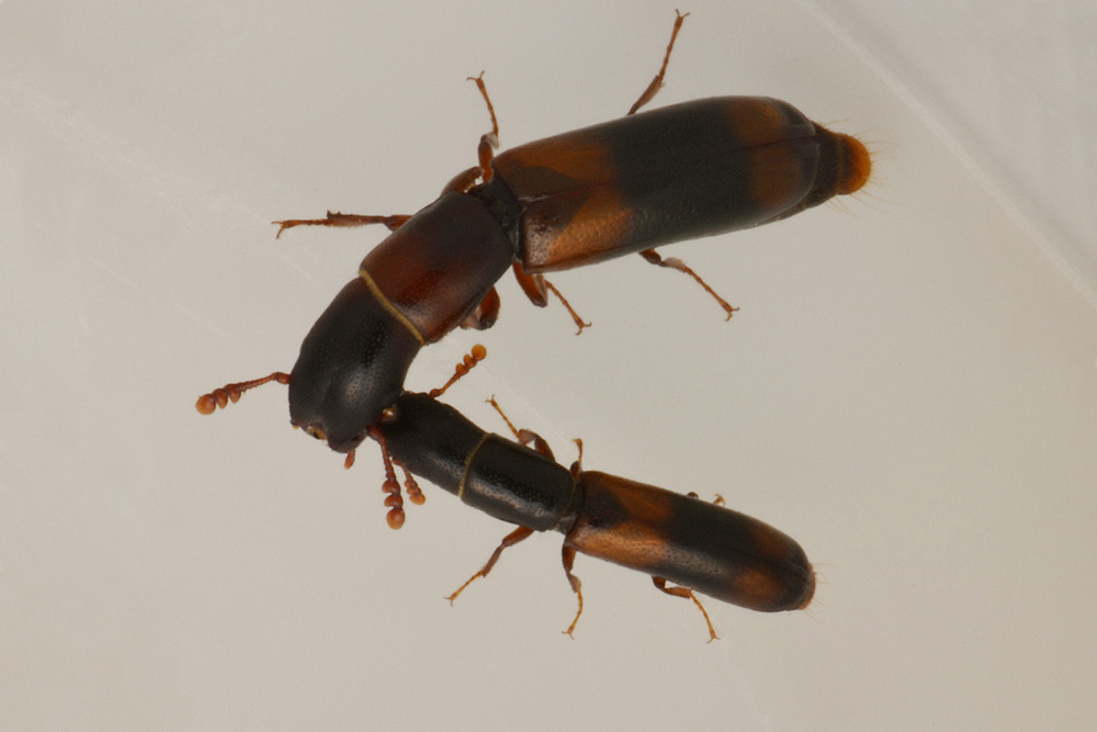 Trogositidae:   Nemozoma elongatum